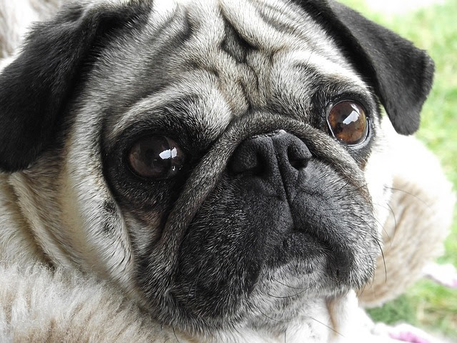最新のhd 犬 吠えない 犬種 すべての動物の絵