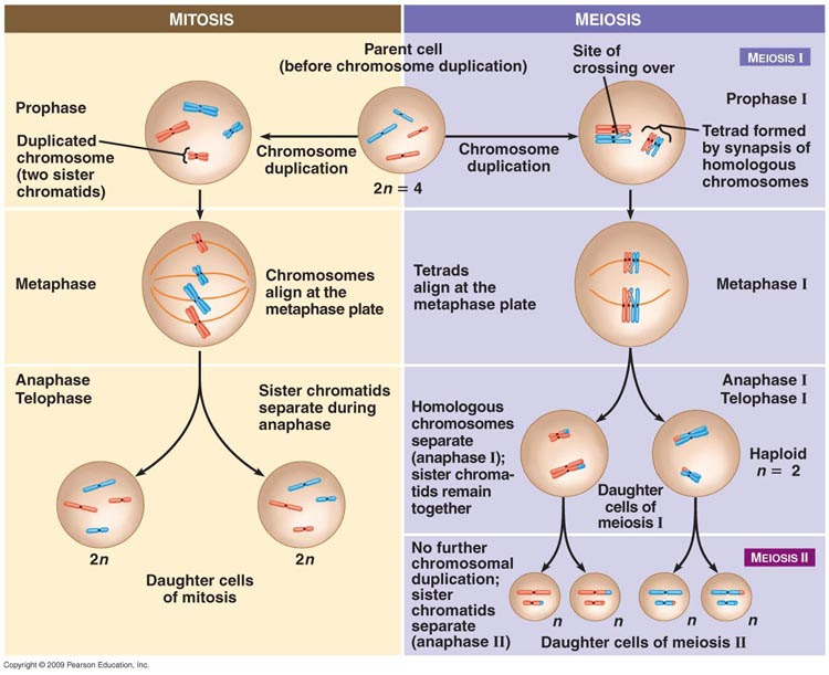 At the end of mitosis, a neck forms to separate the two daughter cells. Mitosis And Meiosis A Review