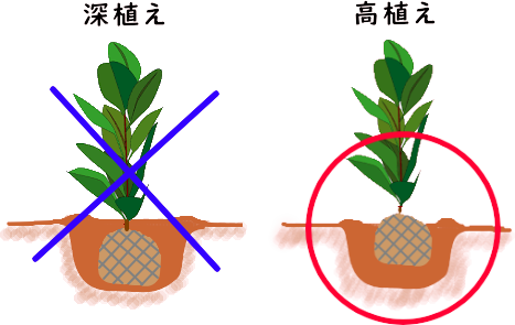 すべての美しい花の画像 新鮮な植木 の 植え 替え 時期