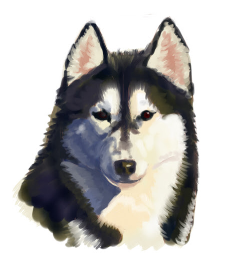 美しい花の画像 最新のhdかっこいい ハスキー 犬 イラスト