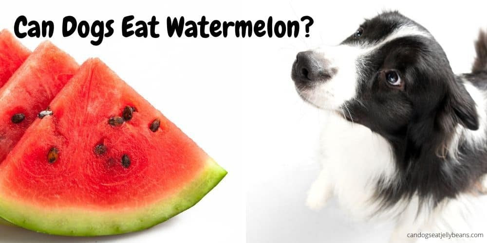 Yes, watermelons are suitable for puppies, and you can train them to like the taste of watermelon at an early age. Can Dogs Eat Watermelon Can Dogs Eat Jelly Beans