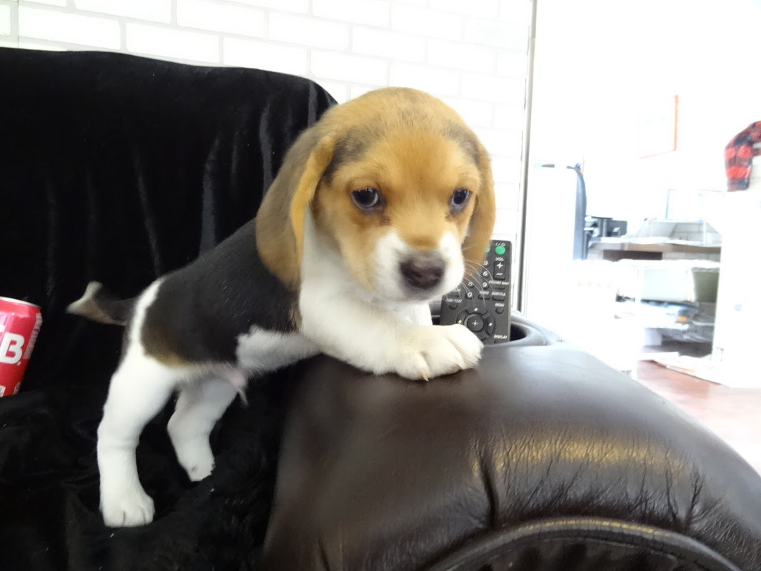 Beagle puppies, beagle breeders, beagles for sale, beagles. New Litter Pocket Beagle Puppies Pocket Beagles Mini Beagle Puppies