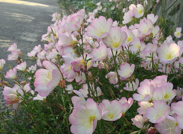 すべての花の画像 ラブリー白 ピンク 花