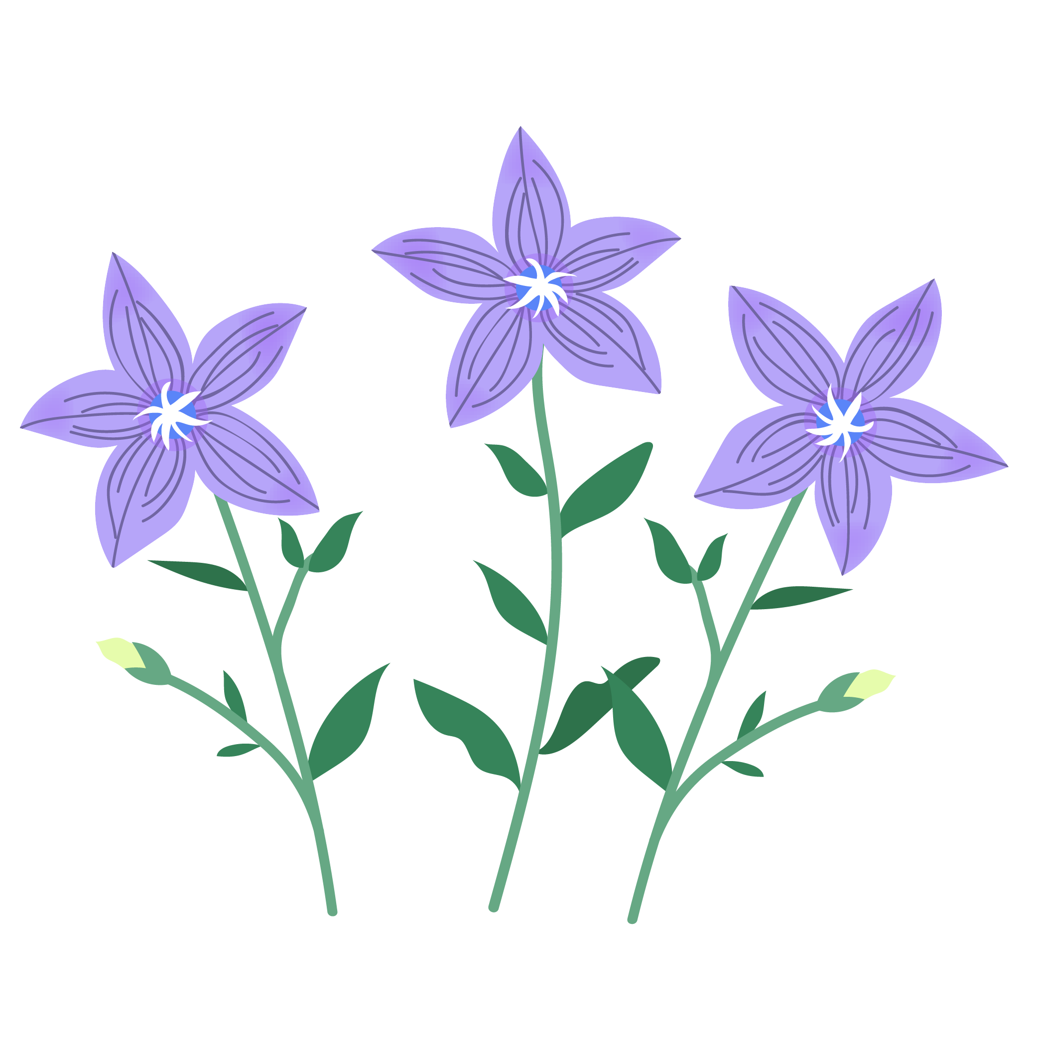 美しい花の画像 トップ100 桔梗 イラスト 簡単