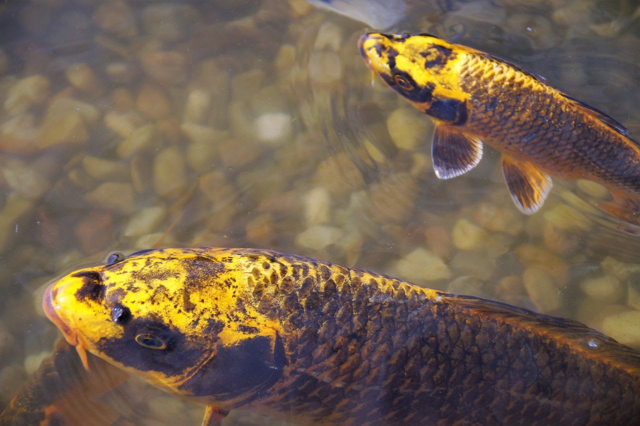  Gambar  Ikan  Warna Kuning Gambar  Ikan  HD