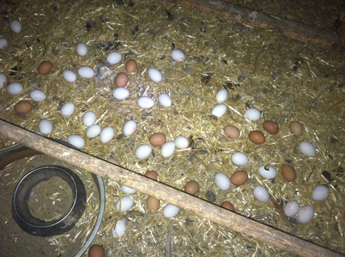 Chicken Coop On Dirt Floor New Chicken Coop Pdf