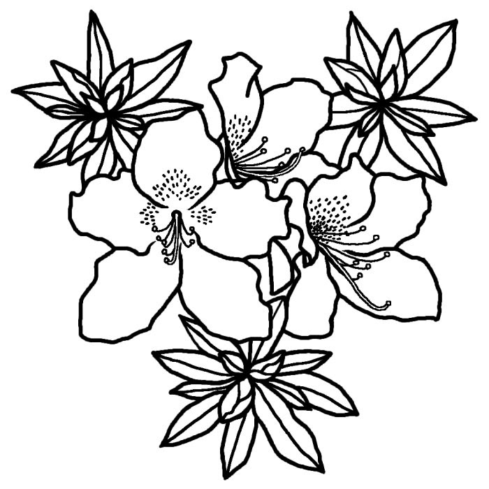 美しい花の画像 50 素晴らしいつつじ イラスト 白黒