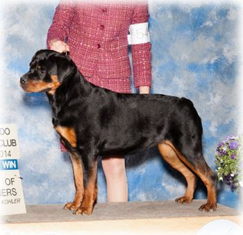 Adopt rottweiler dogs in michigan. Von Baker Rottweilers Home Of The Fabulous Baker Boys Michigan Show Dog Breeders Rottweiler Puppies Stud Dogs Other Breeds