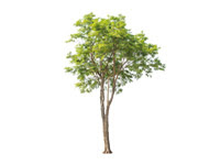 Rosewood Oil