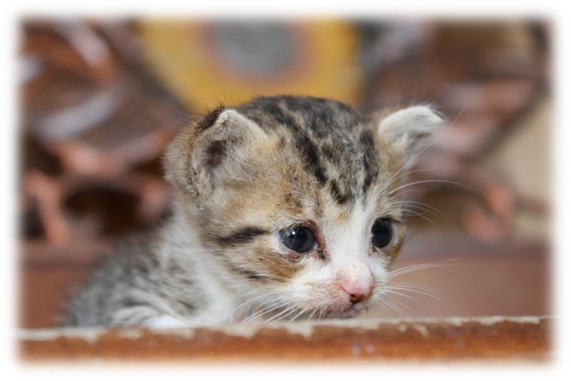 25+ Kucing Galau