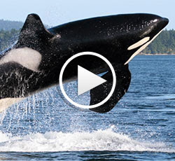 Fall's 5 Best Wildlife Webcams
