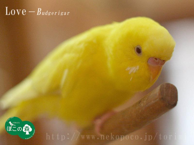ディズニー画像ランド Hd限定インコ イラスト 壁紙
