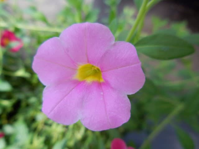 すべての美しい花の画像 50 ミリオン ベル 花 言葉