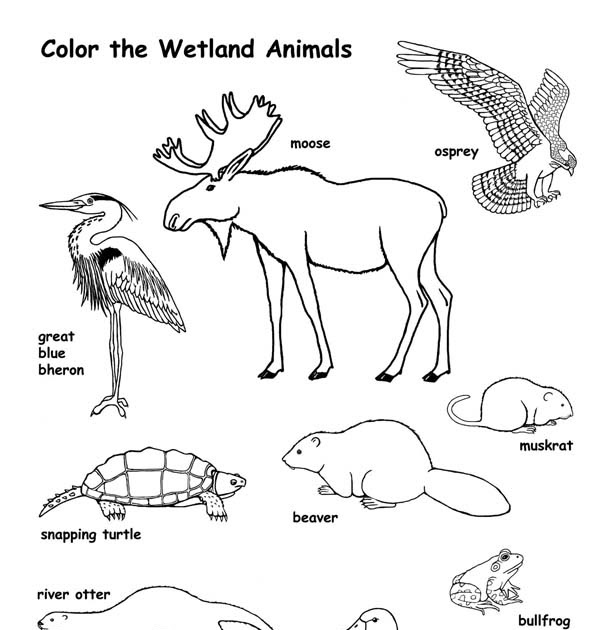 60 EASY UNDERGROUND ANIMALS COLORING PAGES PRINTABLE PDF ...