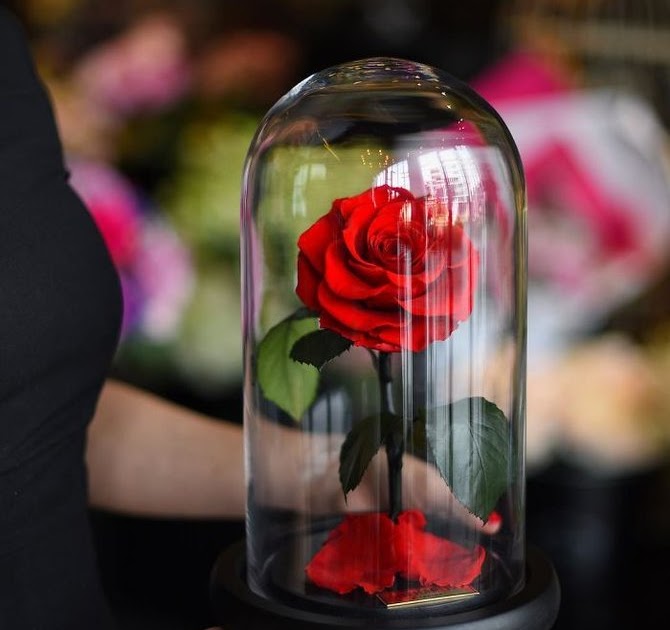 Menakjubkan 15 Bunga Mawar  Yg Indah Dan  Cantik Gambar  