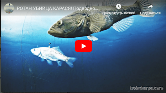 РОТАН УБИЙЦА КАРАСЯ! Подводное видео | ВИДЕО