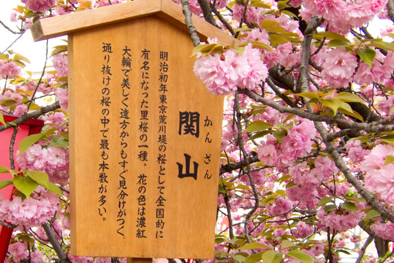 ぜいたく関山 桜 最高の花の画像