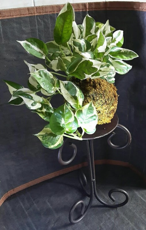 La speciale creazione dei professionisti giapponesi dell'hoshinchu team si chiama 'air bonsai'. Kokedama Bonsai Volanti Fashion In Flair
