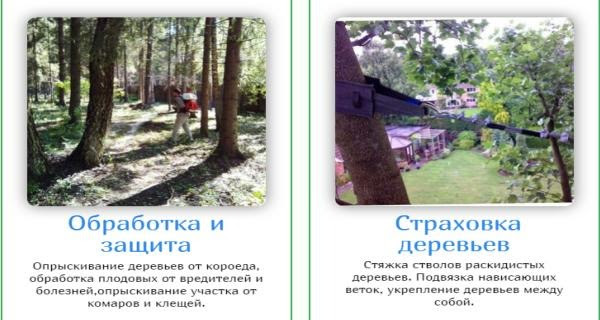 Обрезка Деревьев moscowarborist.ru