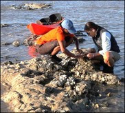 Louisiana oyster restoration