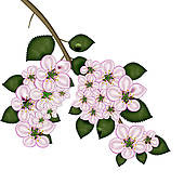 Png Clipart Clip Art Apple Blossoms On A Tree