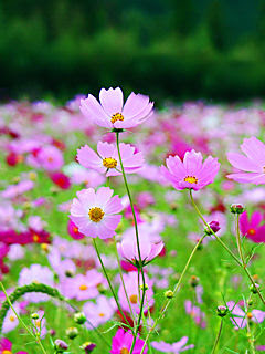 トップ100 コスモス 壁紙 縦 最高の花の画像