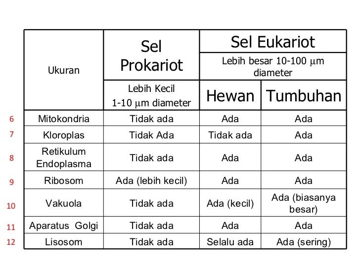 Perbedaan Sel  Prokariotik Dan  Sel  Eukariotik Dalam Bentuk 