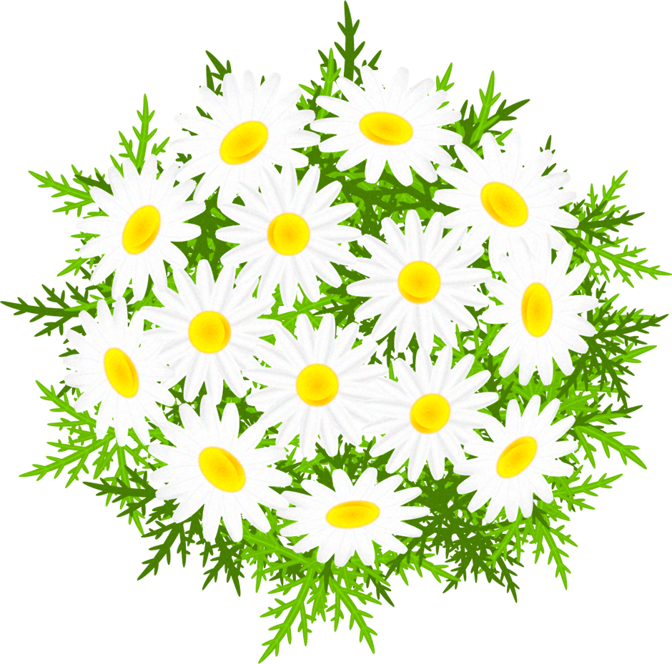 美しい花の画像 新鮮なマーガレット イラスト