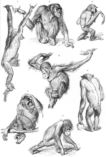 Tập tin:Primates-drawing.jpg