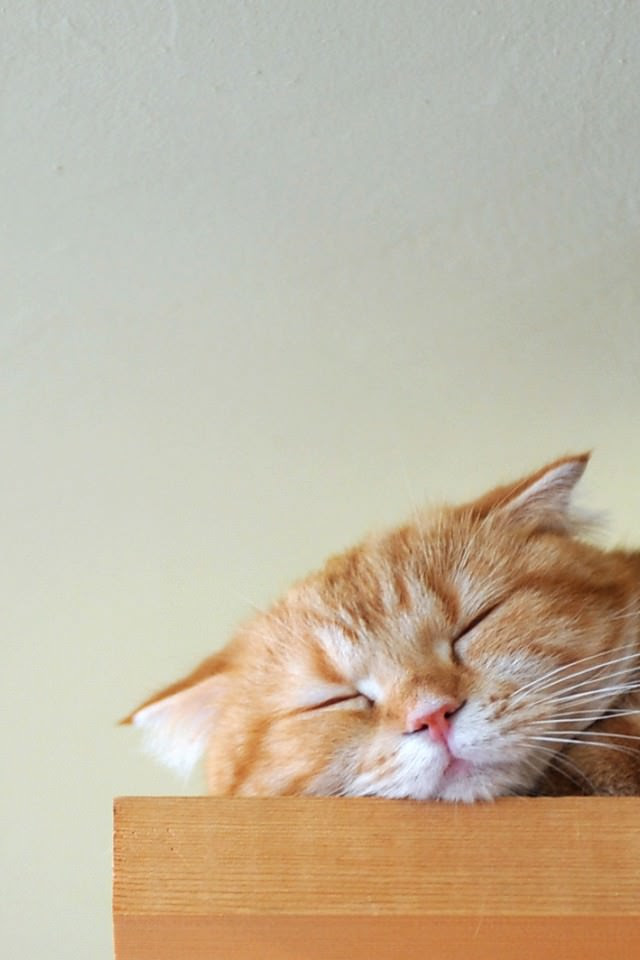 ディズニー画像ランド これまでで最高のiphone 壁紙 猫 かわいい