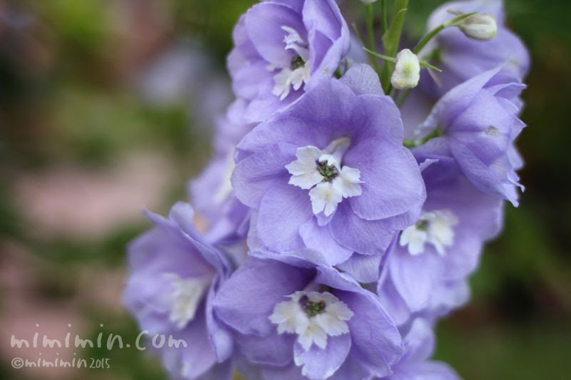 すべての花の画像 ベストデルフィニウム 花