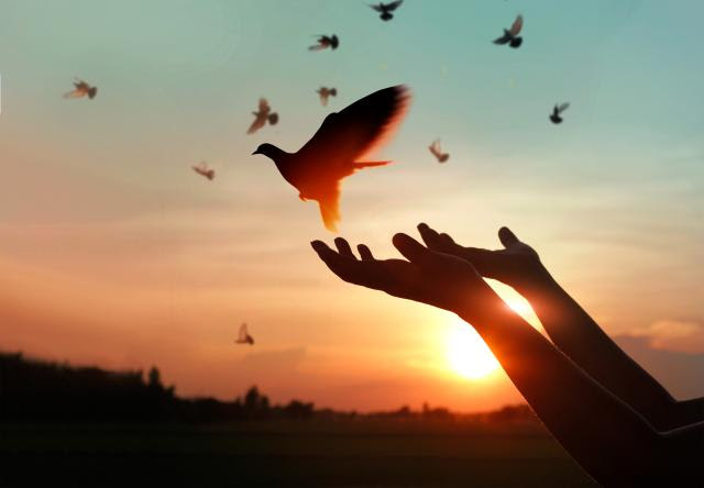 Hands releasing a dove with a sunset behind them