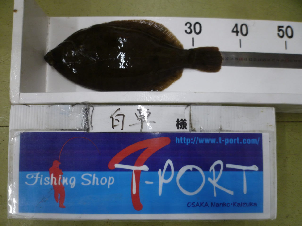 トップ100白 カレイ 最高の花の画像