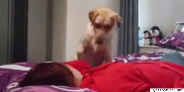 Dog Warns Owner She Is Going To Have An Epileptic Seizure