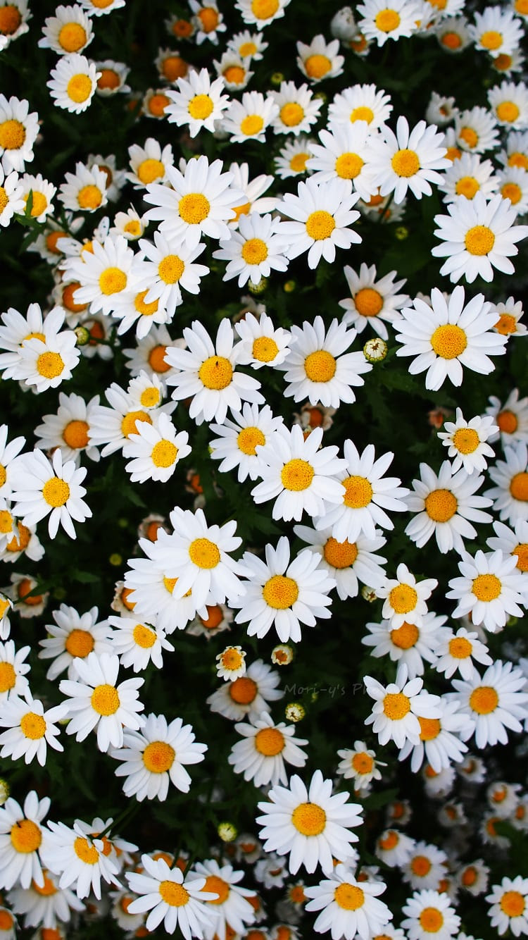 ロイヤリティフリーマーガレット 壁紙 花の画像