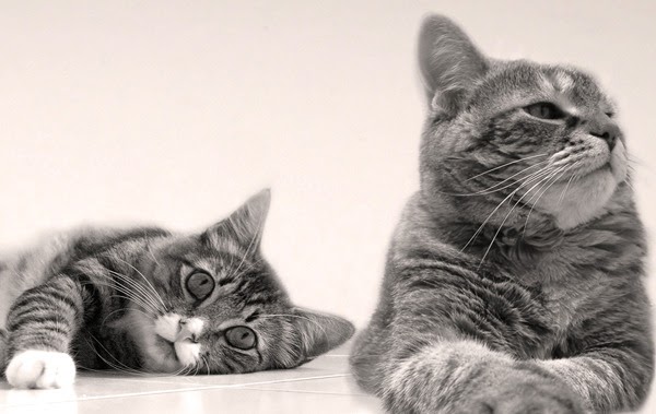 93 Gambar  Kucing Cuek  Paling Hist Gambar  Pixabay