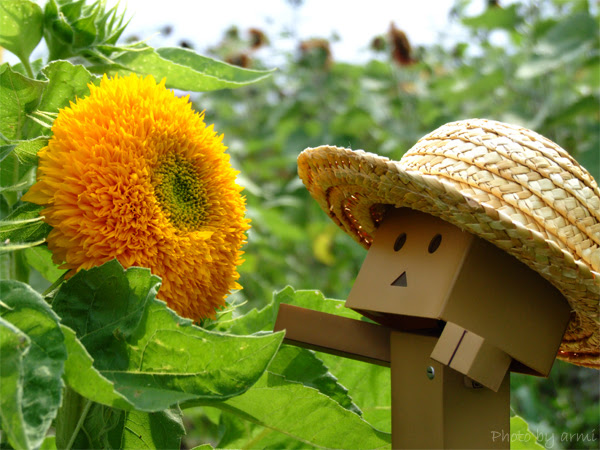 心に強く訴えるダンボー 壁紙 Pc 最高の花の画像