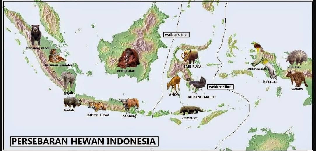 Koleksi Istimewa 28 Gambar Flora Dan Fauna Di Peta Indonesia