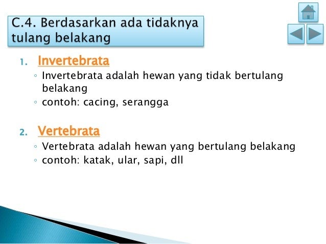 Contoh Hewan Invertebrata Arthropoda - Contoh 36