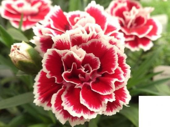 すべての美しい花の画像 驚くばかりカーネーション 育て方 多年草