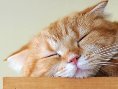 高画質 待ち受け 猫 画像 かわいい 無料 345007