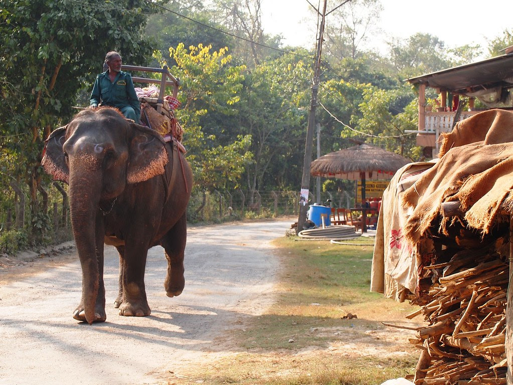 chitwan national park + elephant breeding center