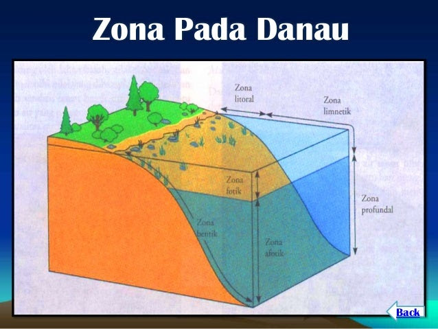 Contoh Ekosistem Rawa - Lina Unpuntounarte