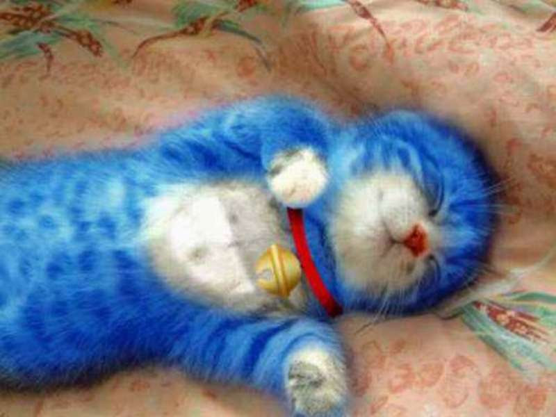 Netyasun 猫 面白 画像 まとめ