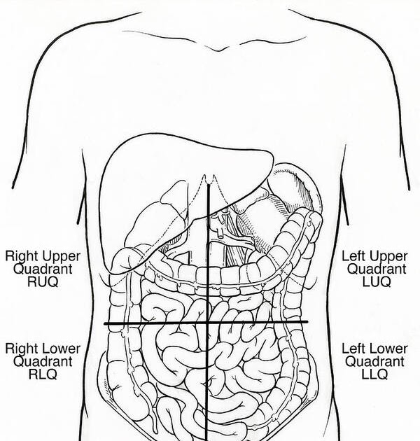 Anatomical Quadrants Of Abdomen : Organs In The Body ...