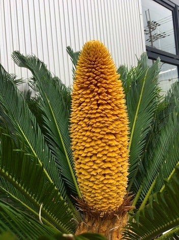 画像をダウンロード ソテツ 花 幸運 ソテツ 花 幸運