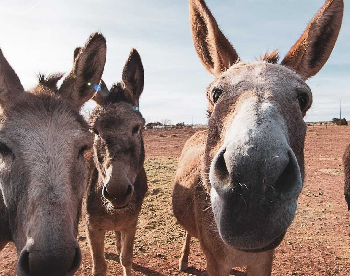 Donkey faces