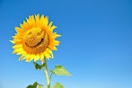 Bunga Matahari Bahasa Inggris - Flowers Nurbaetihupayana Wordpress Com : Daftar istilah penting dalam dunia tanaman bisa dilihat di akhir percakapan.
