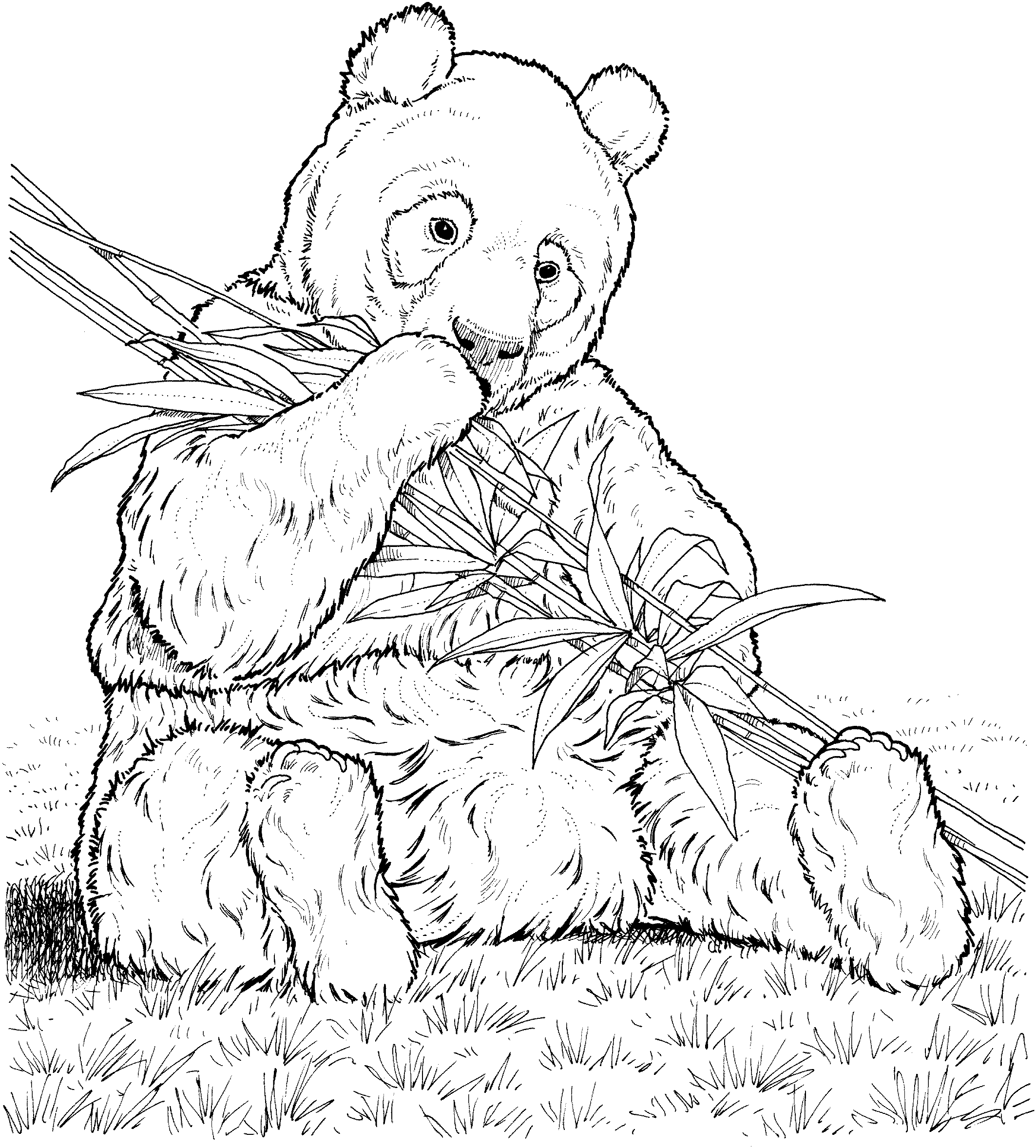 Realistic Baby Panda Panda Coloring Pages Coloring And Drawing