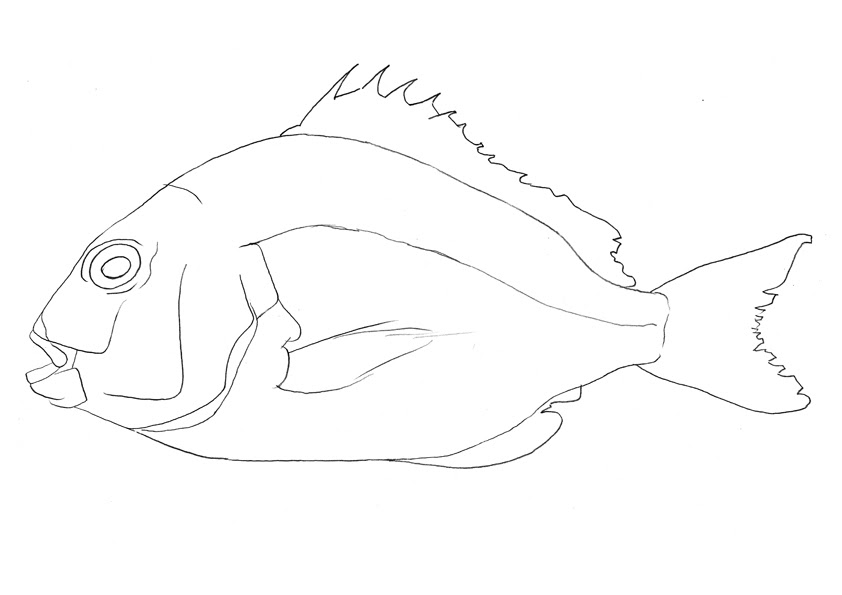 選択した画像 手書き 魚 イラスト リアル 描き 方